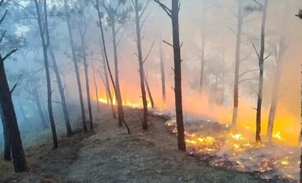 Grupo delictivo incendia 3 mil hectáreas de área protegida en Guerrero