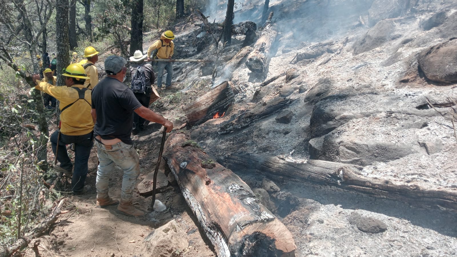 Atendidos 246 incendios forestales en el año: Medio Ambiente