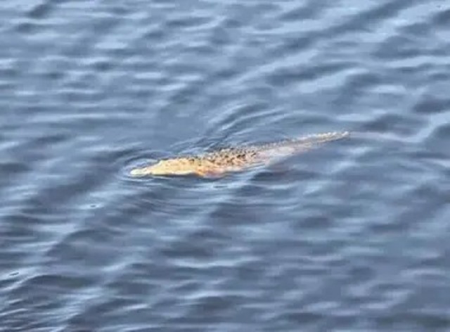 Menor es arrastrado por cocodrilos en Lázaro Cárdenas; activan operativo de búsqueda