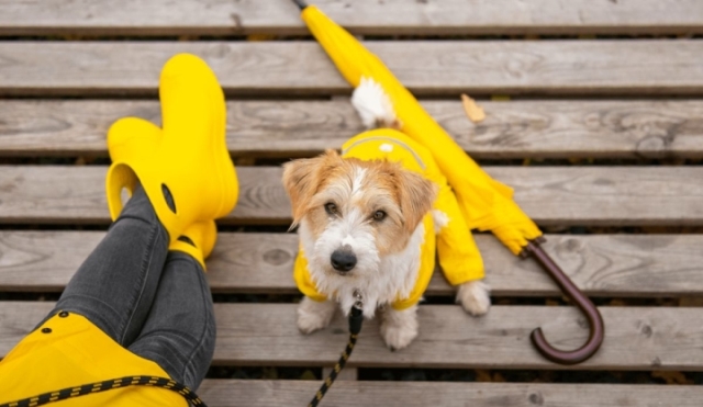 Cómo pasear a tu perro durante la temporada de lluvias en México sin poner en riesgo su salud