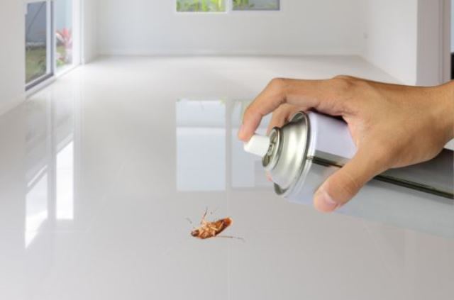 Cómo preparar un eficaz repelente casero de cucarachas con solo tres ingredientes básicos