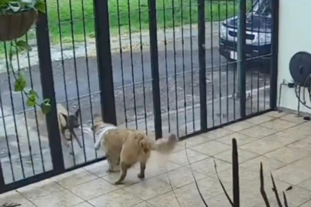 Perrito de la calle despoja a perrito de casa de su suéter… y huye
