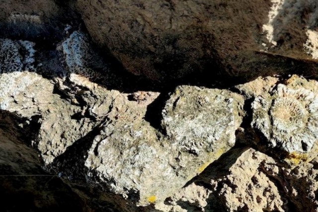 INAH resguarda fósiles de megafauna del Pleistoceno tardío hallados en Acatzingo, Puebla