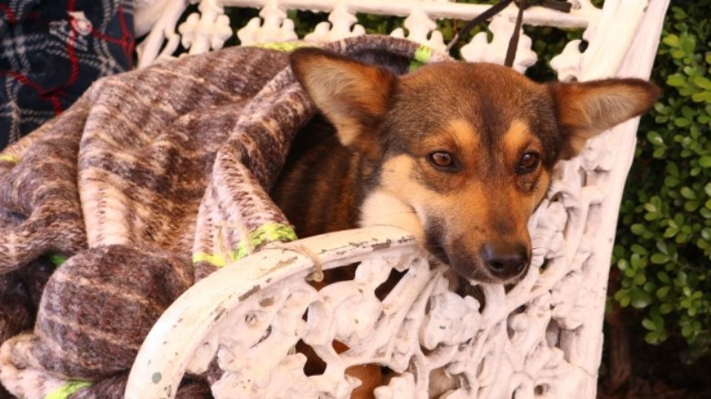 Abandono de mascotas en Puebla: ¿qué sanciones establece la ley?