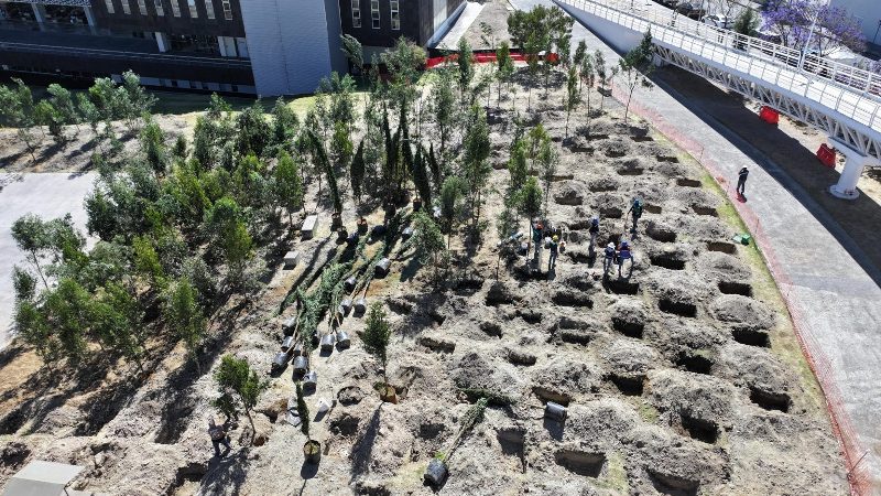 Plantarán 1,100 árboles en el CIS de Angelópolis como parte del proyecto del Cablebús en Puebla
