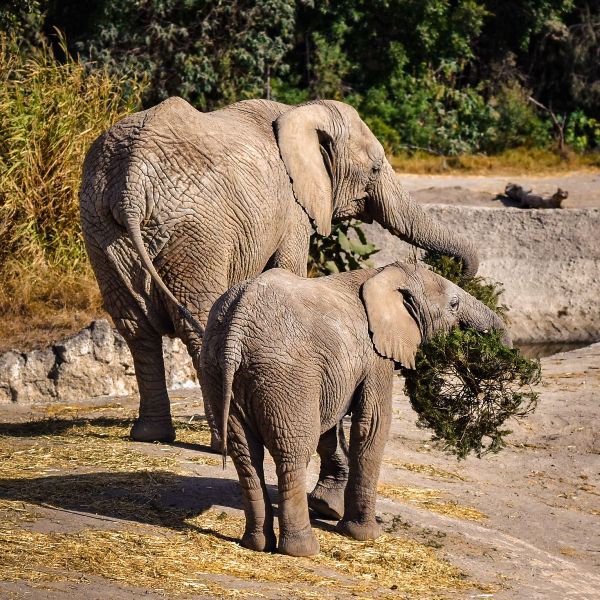 Concluye con éxito la campaña Verde Navidad, en coordinación con Africam Safari y el Gobierno de Pepe Chedraui