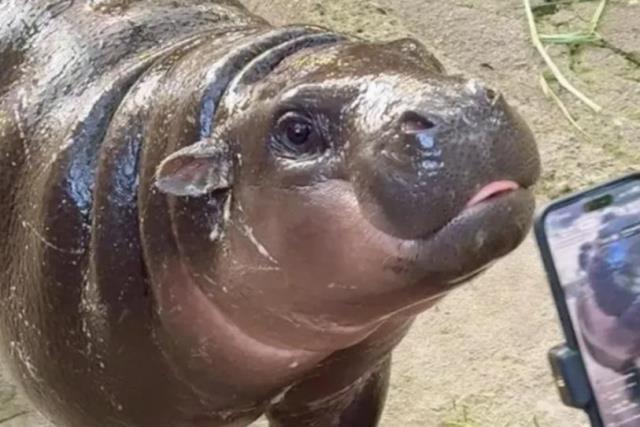 Hombre entra ilegalmente al recinto de Moo Deng, el hipopótamo viral