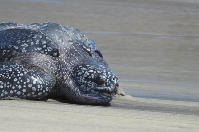 Rescatan en Oaxaca a una tortuga laúd, considerada la más grande del mundo