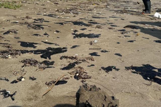 Rocío Nahle niega muerte de animales por derrame de petróleo en costas de Veracruz