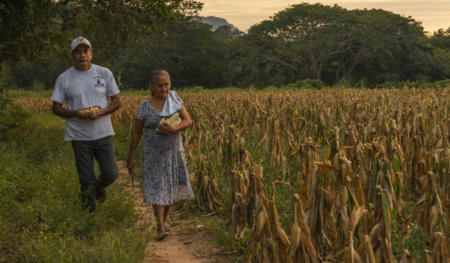 No hay aumento en precio de la tortilla: AGRICULTURA y PROFECO
