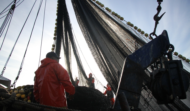 Establece Conapesca volúmenes de captura permisibles para sardina, anchoveta y macarela