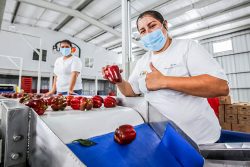 *México envía primer embarque de pimiento morrón a Japón*