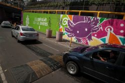 Ciudad de México se pinta de ajolotes a días del Mundial, mientras la especie desaparece