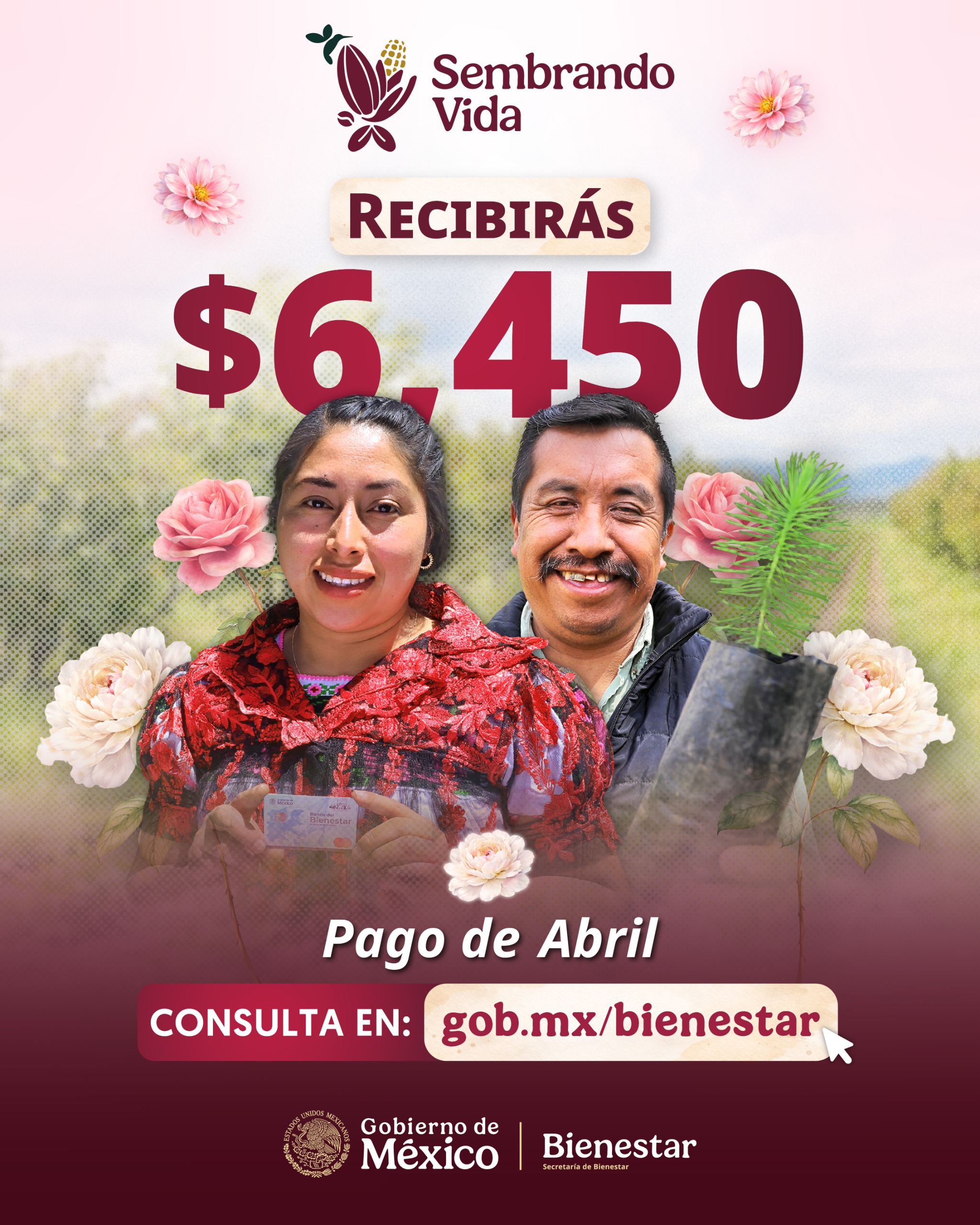 Realiza Sembrando Vida el pago del jornal a 415 mil 499 sembradoras y sembradores del país