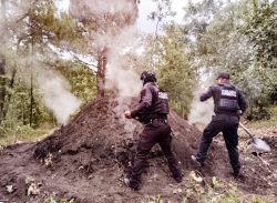 *Policía Forestal destruye 11 hornos clandestinos para deshidratar madera*
