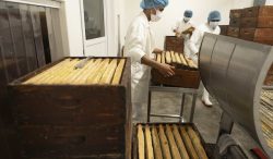 Producción récord de miel durante 2025, al alcanzar las 60 mil toneladas