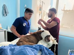 SEDIF presenta denuncia penal por presunto maltrato animal en General Felipe Ángeles