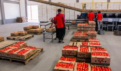 Regresa el jitomate a precio justo para beneficio de las familias mexicanas