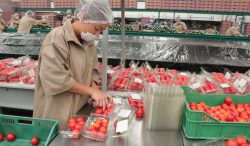 Acuerdo Nacional estabiliza el precio del jitomate por debajo de los 20 pesos, en beneficio de las familias mexicanas