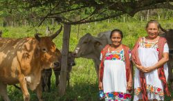 Ganadería para el Bienestar lleva apoyos a productoras y productores de Campeche para que puedan fortalecer su actividad