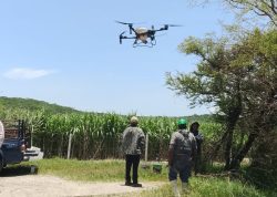 Drones agrícolas atienden de forma oportuna 60 hectáreas de caña en Tepeojuma