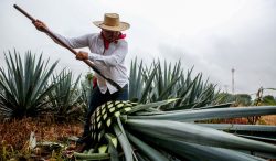 Tequila mexicano conquista los mercados globales: acumula exportaciones por 11,697 mdd en 2023-2025 y crece 2.6% anual en volumen