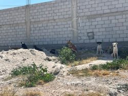 En Tehuacán perros de la calle sufren de maltrato y hasta de abuso sexual