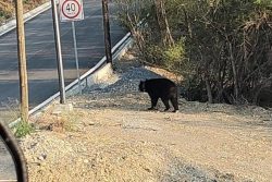 Oso sorprende a habitantes en el sur de Monterrey; Protección Civil interviene