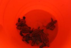 ¡A paso de tortuga por la carretera! Rescatan y liberan a nueve en Campeche