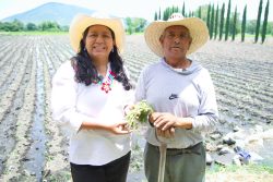 Puebla fortalece la producción de flor de cempasúchil para Día de Muertos
