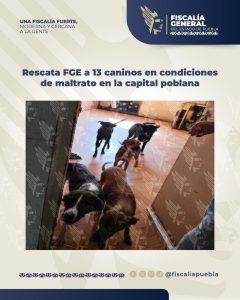 Rescata FGE a 13 caninos en condiciones de maltrato en la capital poblana