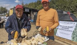 Más de 170 mil productores se capacitan en las Escuelas de Campo de AGRICULTURA