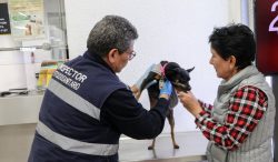 Establece México requisito de inspección sanitaria para GBG en perros y aves provenientes de EUA