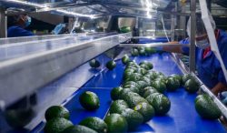 Se reanudan totalmente las actividades agrícolas en Michoacán