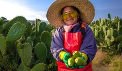 Crece 9.4% la producción nacional de tuna; Estado de México lidera la cosecha con más de 159 mil toneladas