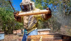 México, noveno exportador global de miel: AGRICULTURA