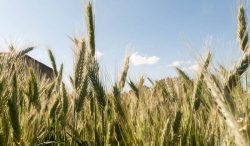 Publica AGRICULTURA mecánica operativa para incentivo al trigo panificable