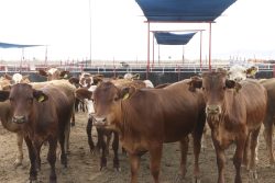 Se reanudará la exportación de ganado desde San Jerónimo, Chihuahua, a Estados Unidos