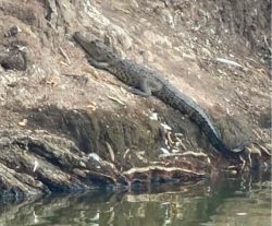 “BALTAZAR” EL COCODRILO DE LA LAGUNA DE SAN BALTAZAR HA GENERADO ALERTA DE RIESGO A LOS VISITANTES