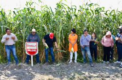 Producen estudiantes de la UTH catorce toneladas de maíz