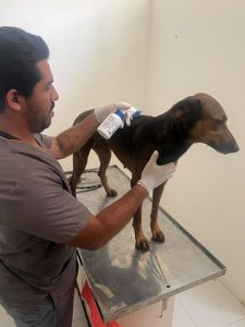 SEDIF asegura dos caninos en condiciones de abandono y llama a denunciar