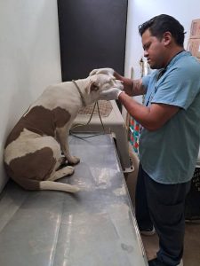 SEDIF asegura a canina víctima de crueldad y promueve respeto animal