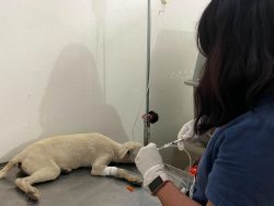 SEDIF y San Andrés Cholula fortalecen acciones de bienestar animal y salud
