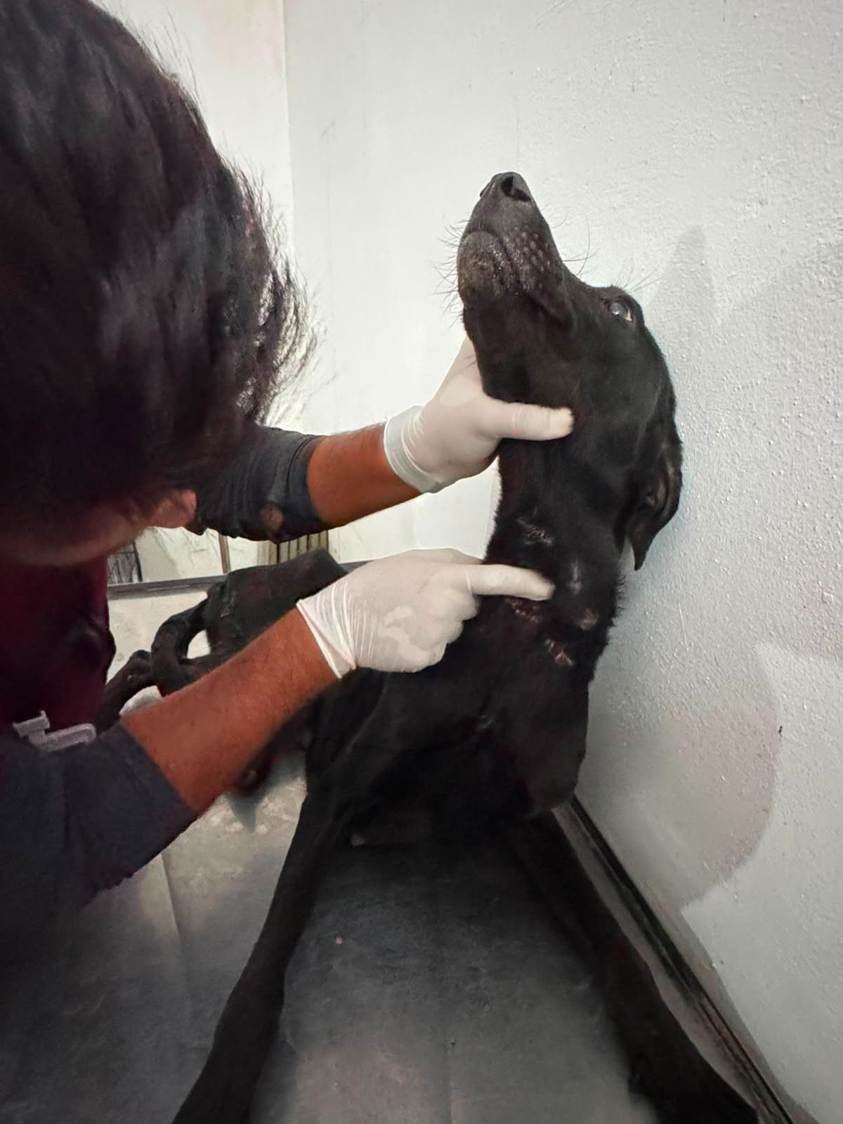 Rescata SEDIF a cuatro caninos víctimas de maltrato en Huaquechula