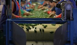 Producción de chile, jitomate y cebolla asegura el abasto para los festejos patrios