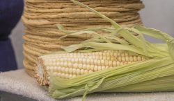 Se garantiza estabilidad del precio de la tortilla con abasto suficiente de maíz blanco
