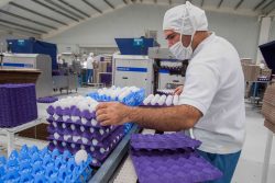 Producción de huevo crece 6.1% y proyecta sólido cierre para 2026: AGRICULTURA