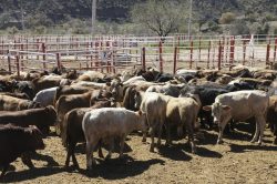 Activa AGRICULTURA protocolo para identificar origen de aftas en becerro en estación cuarentenaria de Agua Prieta, Sonora