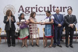 AGRICULTURA fortalece la soberanía alimentaria con 35 muestras de maíz nativo para Guerrero
