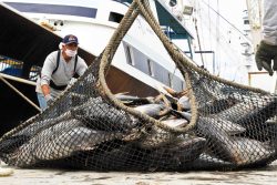 Anuncia Conapesca nuevas fechas de captura y vedas para garantizar la sostenibilidad marina